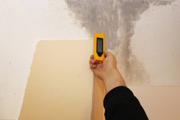 Best Biohazard Mold Removal  in Ceredo, WV