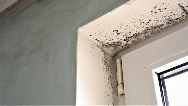 Best Air Quality Testing for Mold Spores  in Ceredo, WV