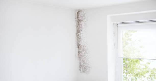 Best Asbestos and Lead Testing During Mold Inspection  in Ceredo, WV