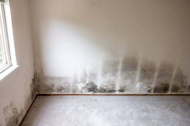 Best Industrial Mold Remediation  in Ceredo, WV