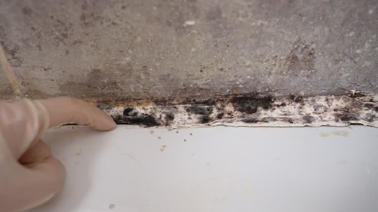 Best Attic Mold Removal  in Ceredo, WV